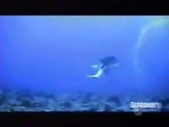 Hot MILF Gets Fucked By Huge Shark Dick